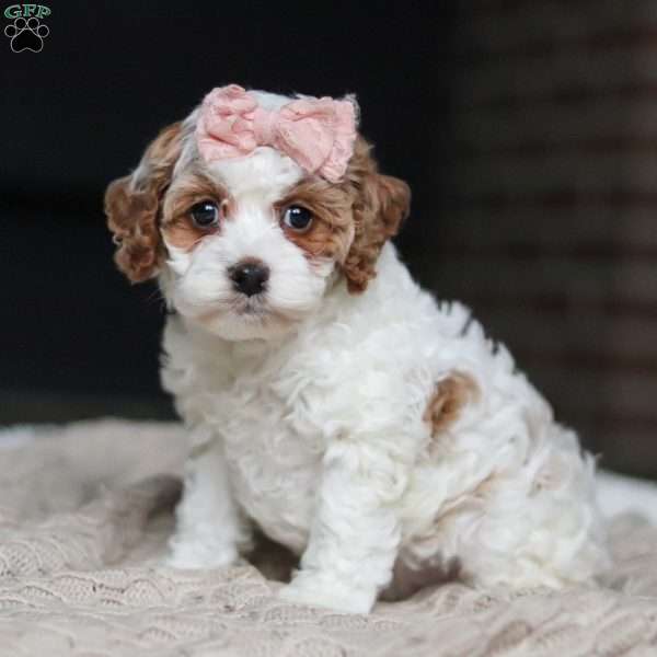 Daisy, Cockapoo Puppy